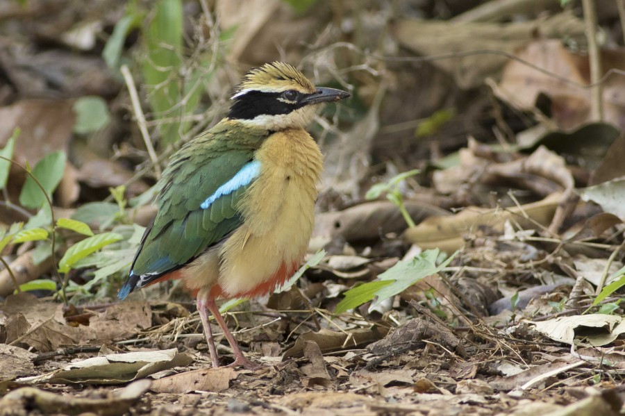 Indian Pitta Goa birdtrips Rahul Alvares