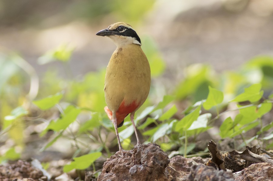 Indian Pitta Goa birdtrips Rahul Alvares