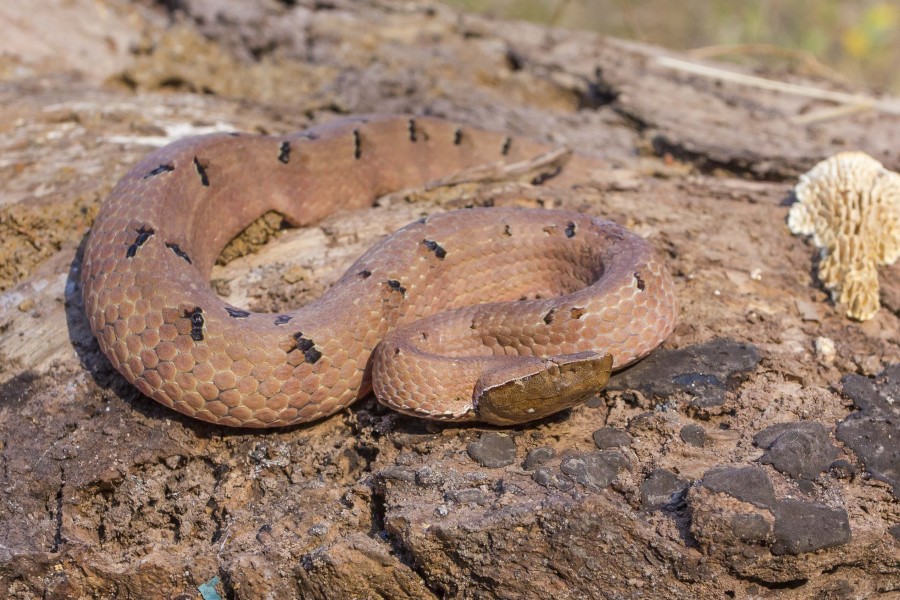 Hump-nosed pitviper Goa