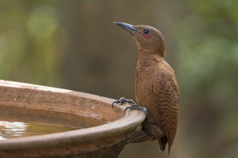 Rufous woodpecker Rahul Alvares