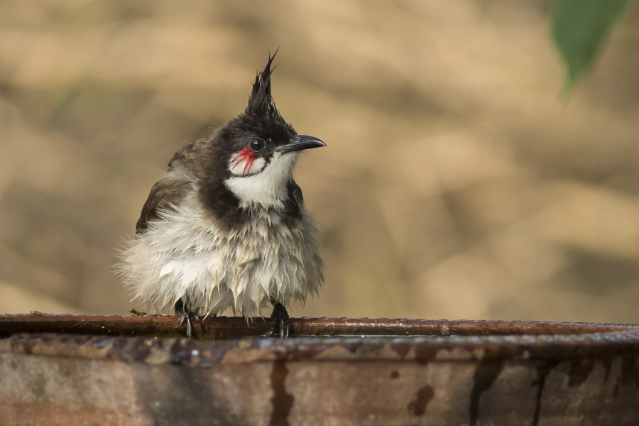 Red whiskered bulbul Rahul Alvares