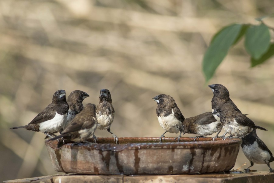 White rumped munia Rahul Alvares