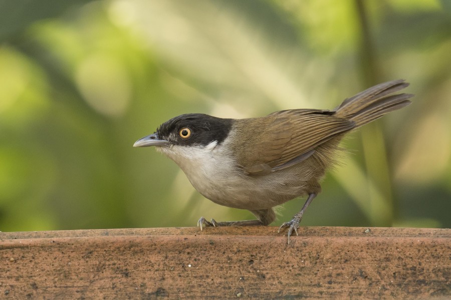 Dark fronted babbler Rahul Alvares