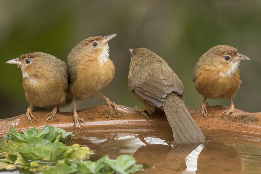 Tawny bellied babbler Rahul Alvares