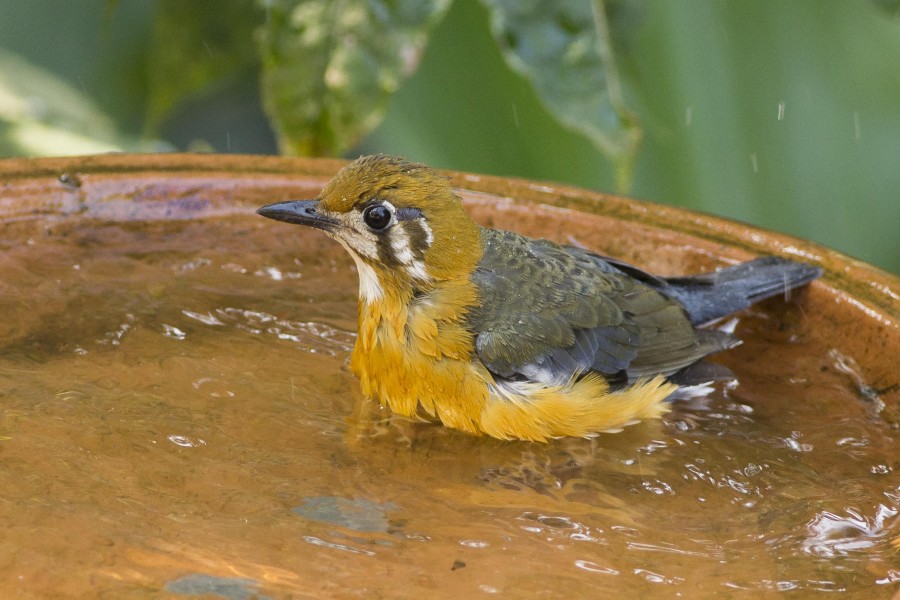 Orange headed thrush Rahul Alvares