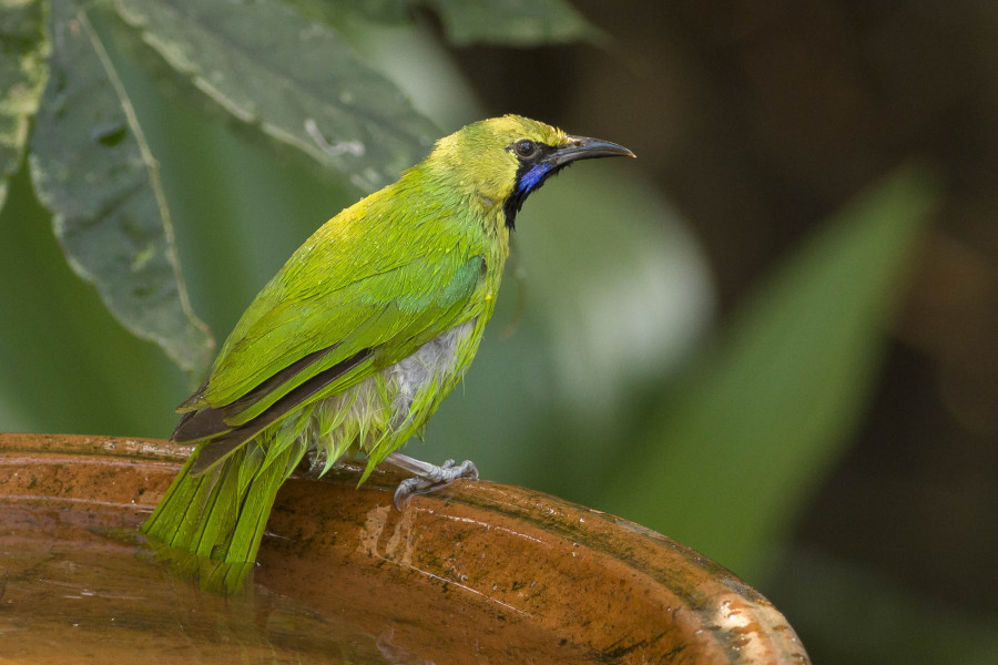 Jerdon's leafbird Rahul Alvares