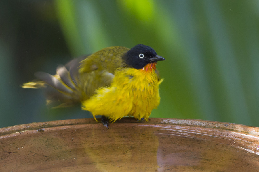 Ruby throated bulbul 