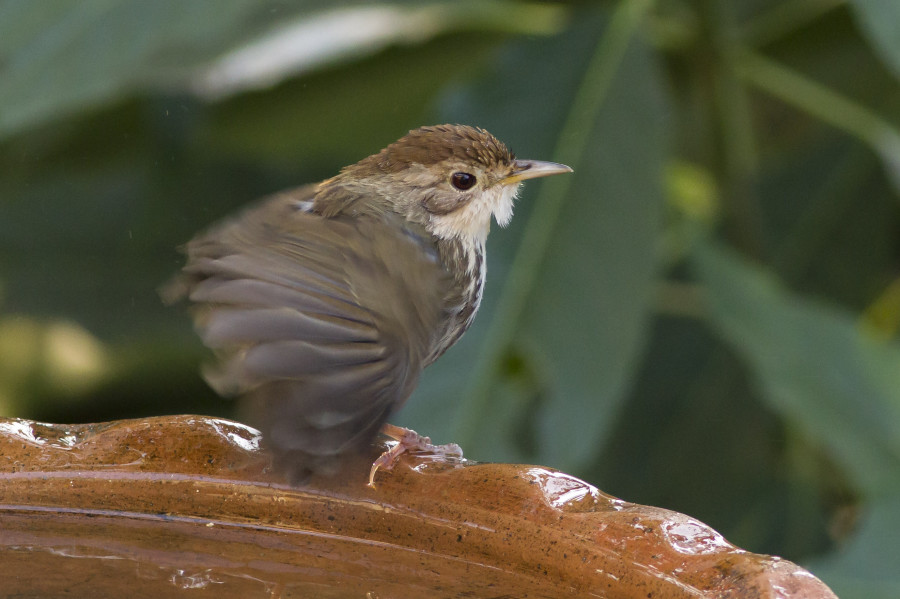 Puff throated bulbul Rahul Alvares