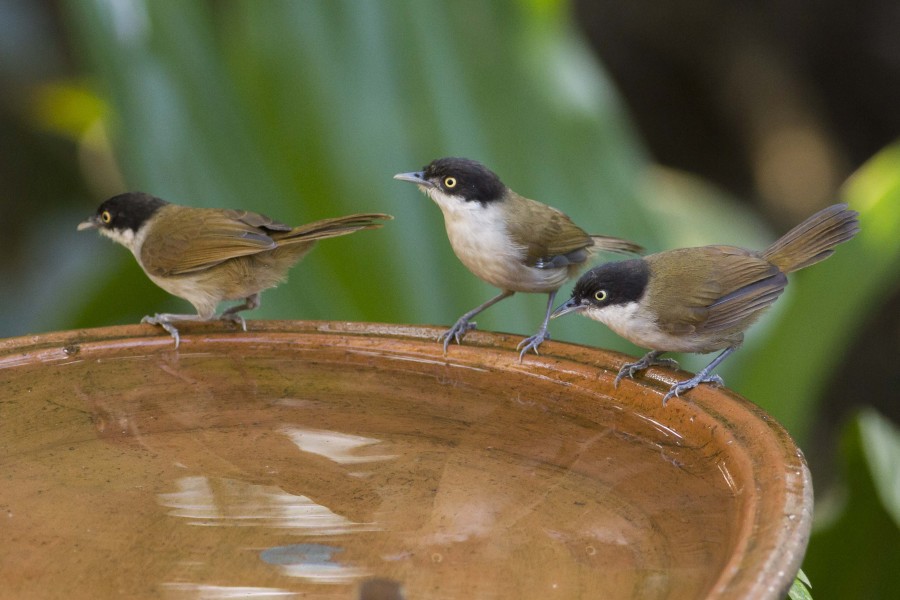 Dark fronted babbler Rahul Alvares