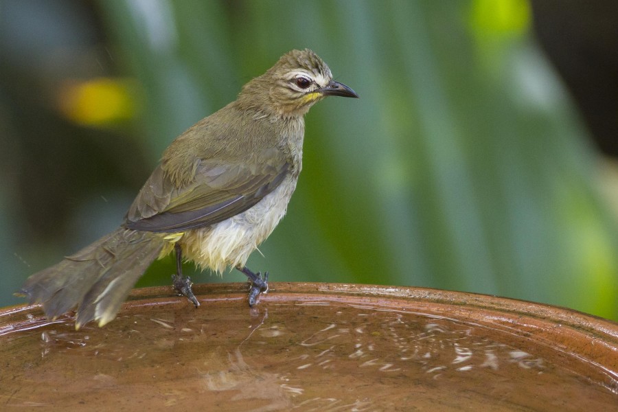 White browed bulbul Rahul Alvares