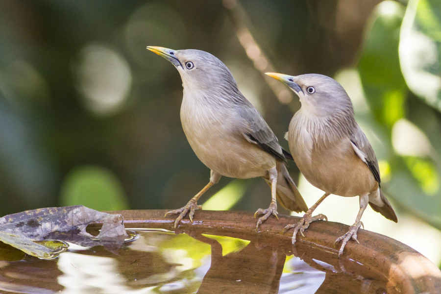 Chestnut tailed starling Rahul Alvares