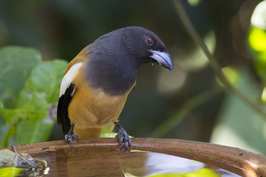 Rufous treepie Rahul Alvares