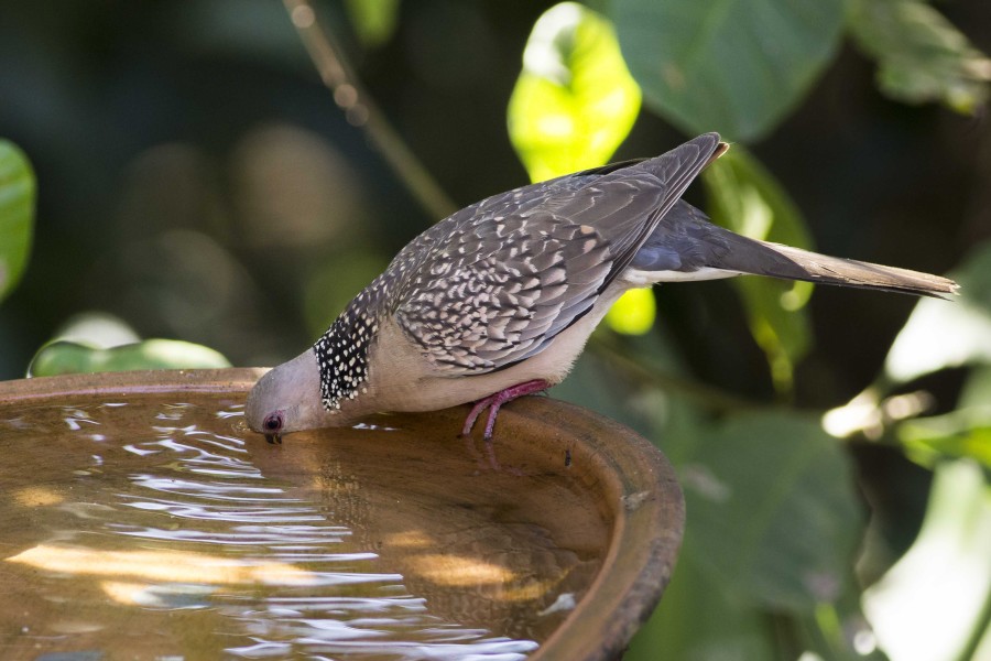 Spotted dove Rahul Alvares