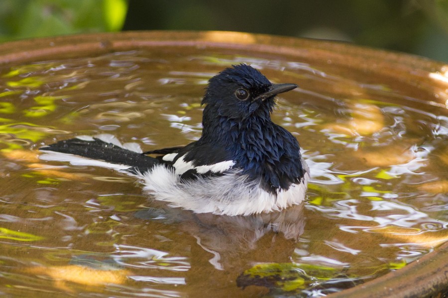 Oriental Magpie Rahul Alvares