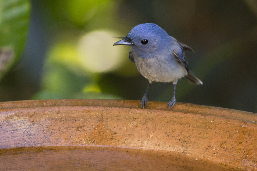 Black naped monarch Rahul Alvares