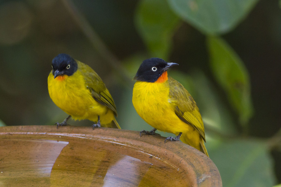 Flame throated bulbul Rahul Alvares