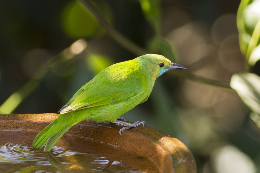 Jerdon's leafbird Rahul Alvares