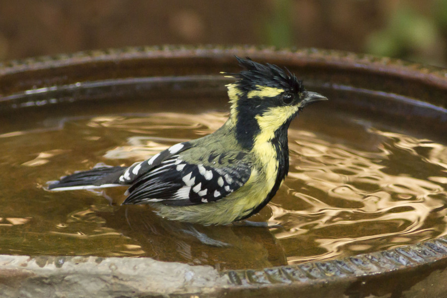 Black lored tit Rahul Alvares