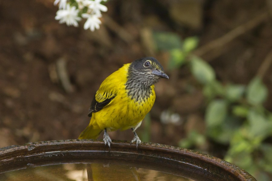 Black hooded oriole Rahul Alvares