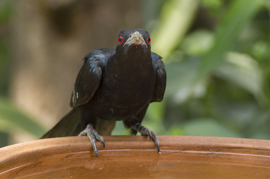 Asian koel Rahul Alvares