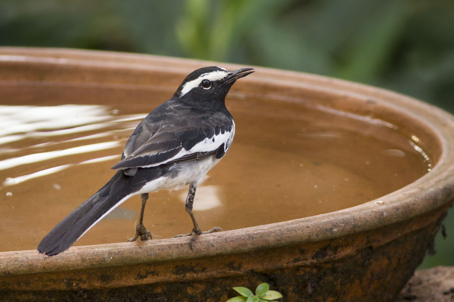 White browed wagtail Rahul Alvares