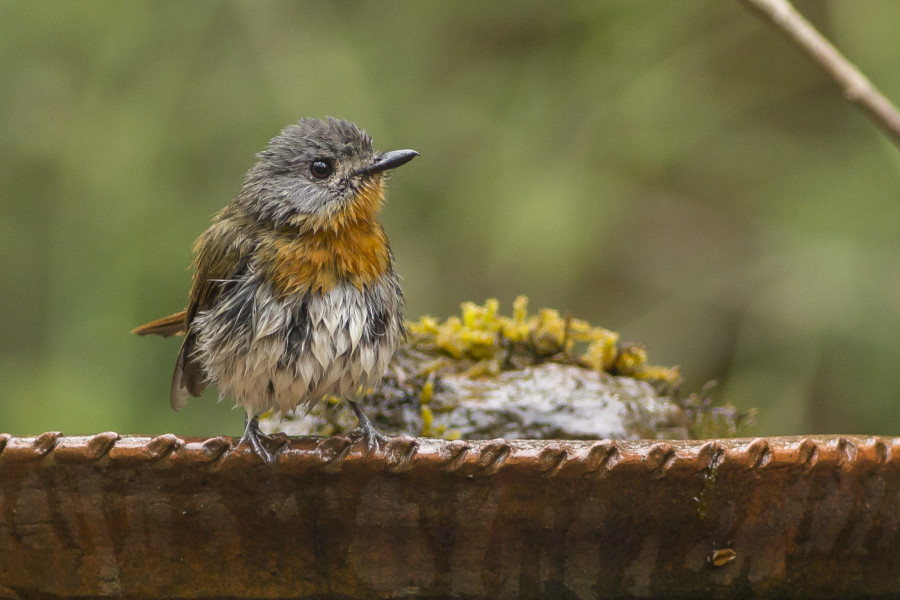 White bellied blue flycatcher Rahul Alvares