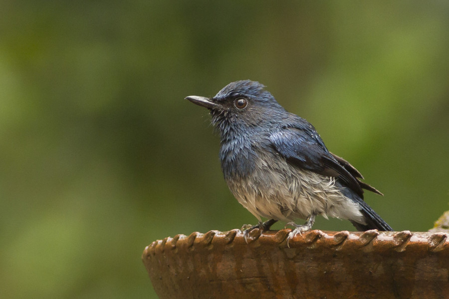 White bellied blue flycatcher Rahul Alvares