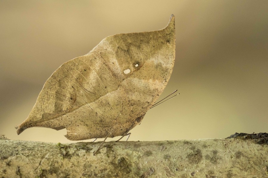 Blue Oakleaf Rahul Alvares