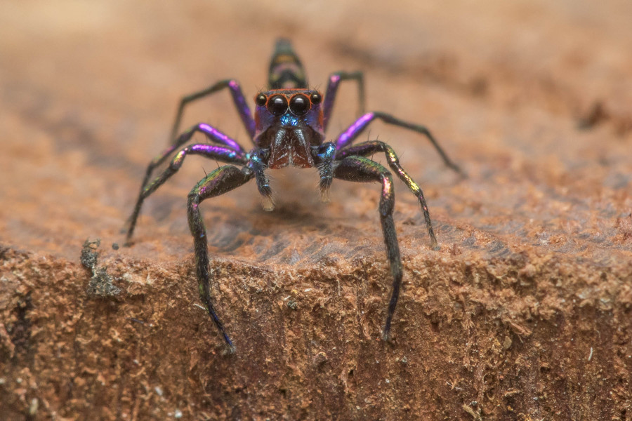 Chrysilla lauta Rahul Alvares