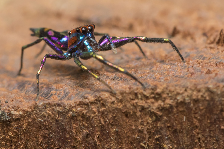 Chrysilla lauta Rahul Alvares