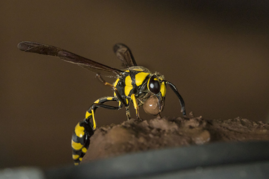 Mud Dauber wasp Rahul Alvares