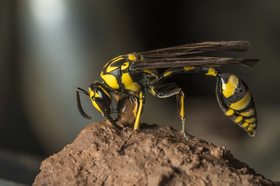 Mud Dauber wasp Rahul Alvares