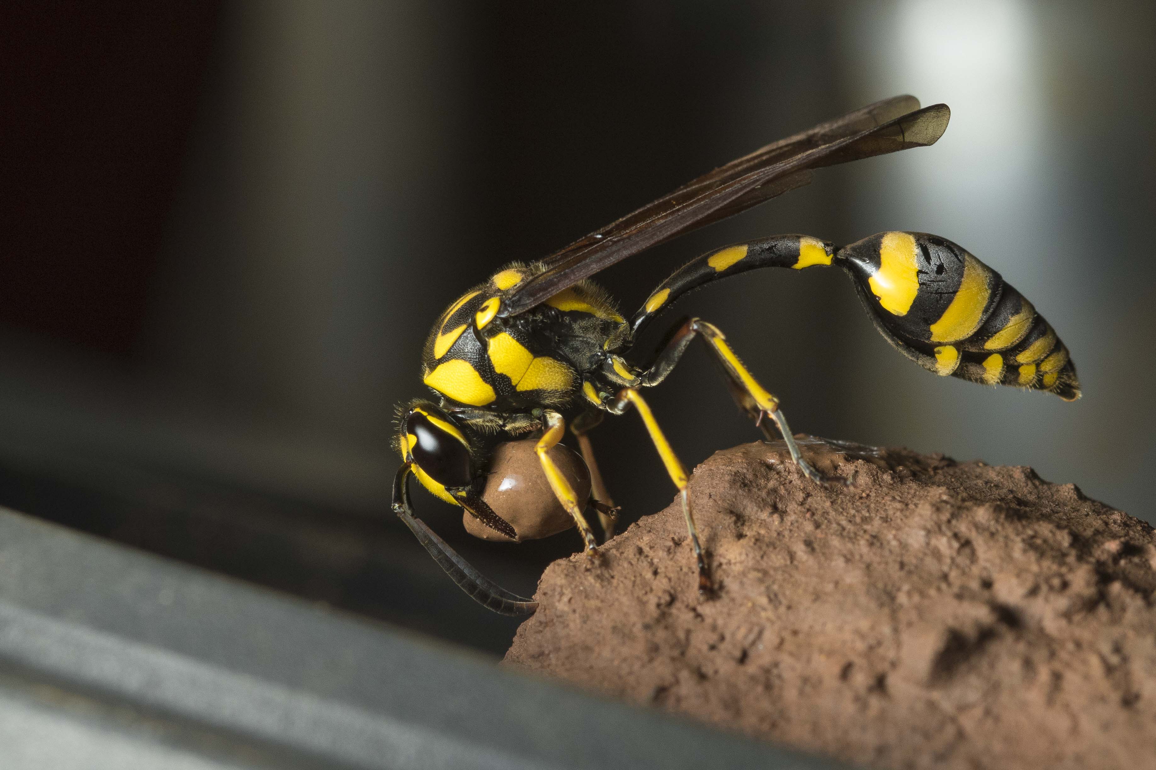 mud-dauber-rahul-alvares