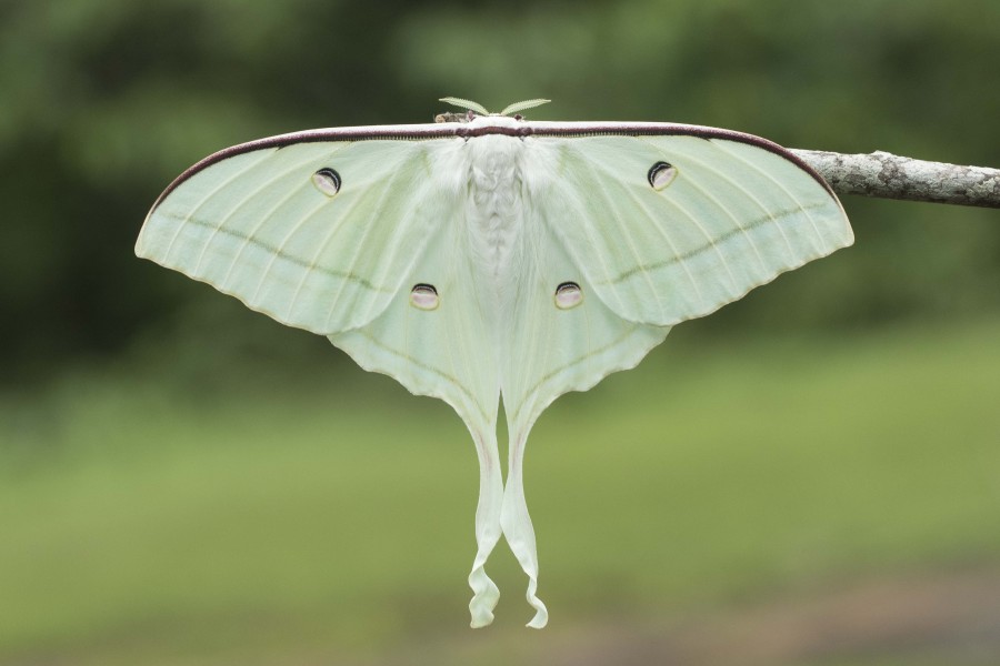 indian moon moth Rahul Alvares