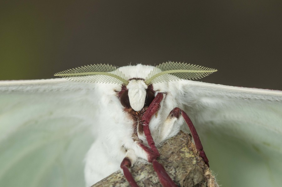 Indian moon moth Rahul Alvares