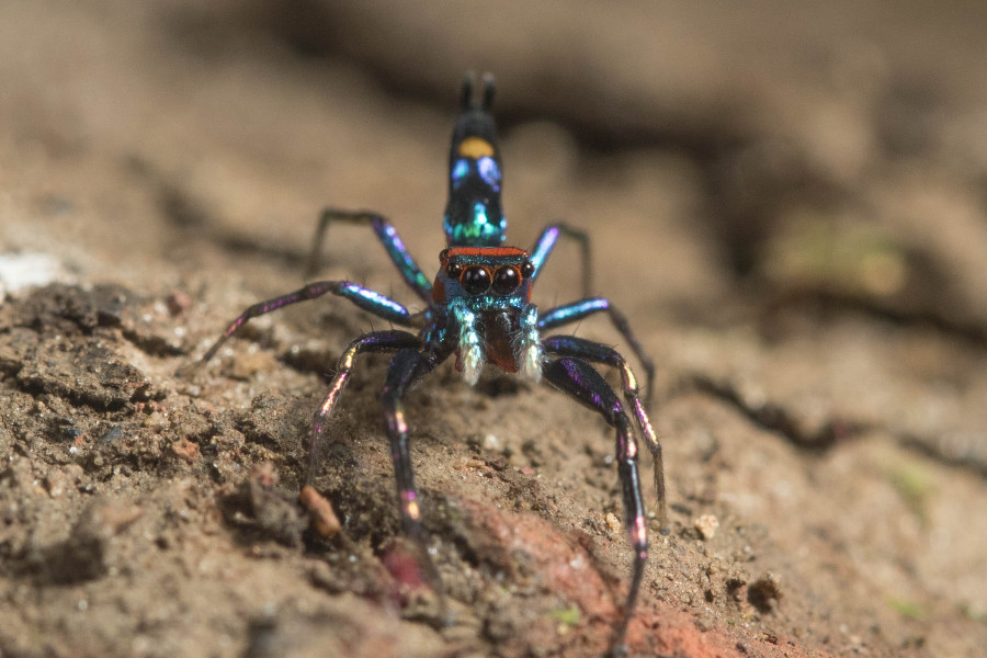 Chrysilla lauta Rahul Alvares