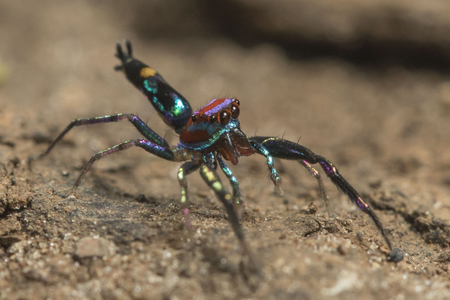 Chrysilla lauta Rahul Alvares