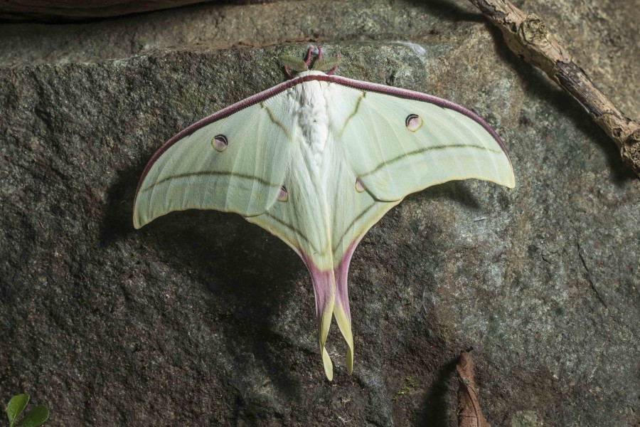 Indian moon moth Rahul Alvares