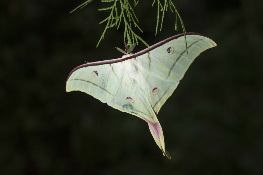 Indian moon moth Rahul Alvares