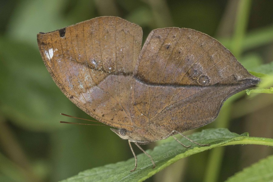 Blue Oakleaf Rahul Alvares