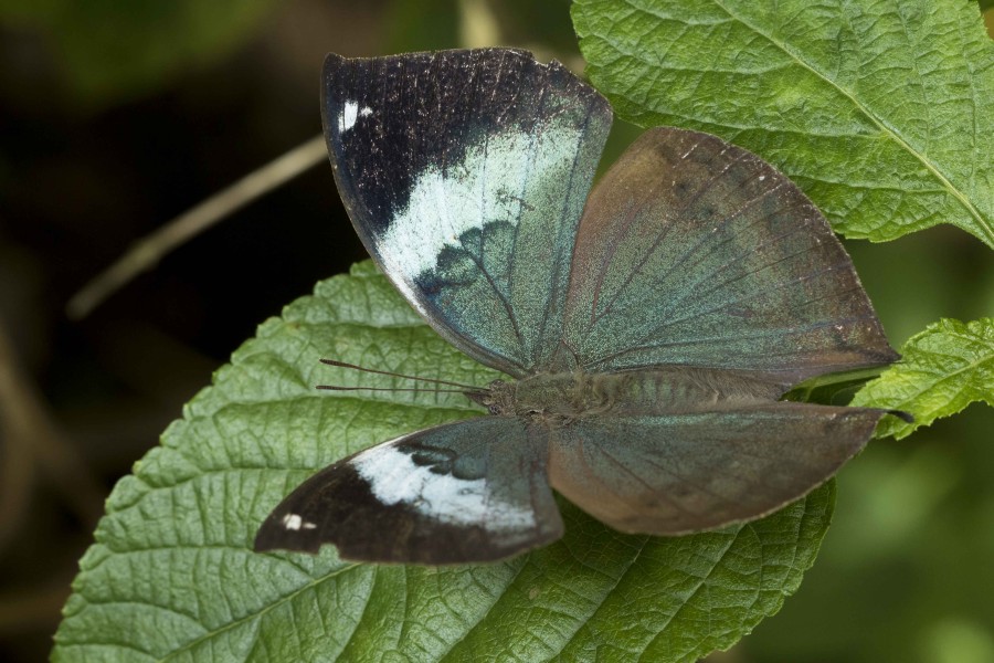 Blue Oakleaf Rahul Alvares