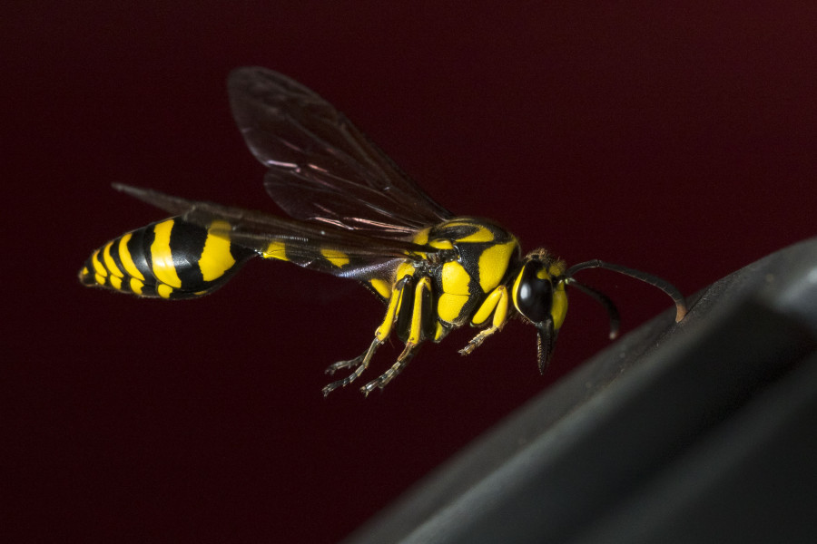 Mud Dauber wasp Rahul Alvares