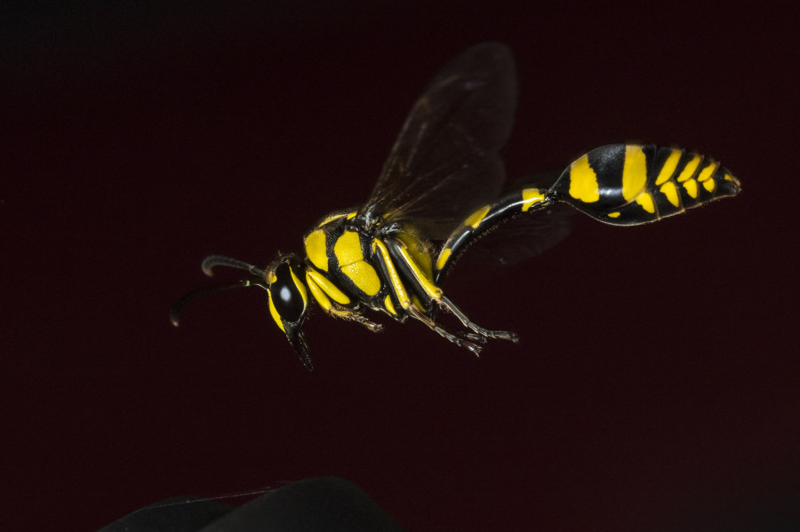 Mud Dauber wasp Rahul Alvares