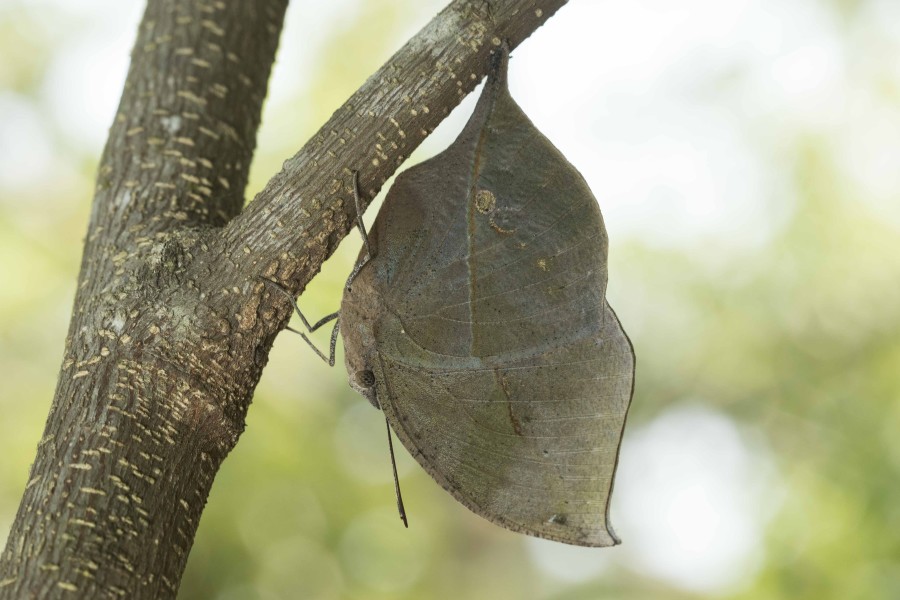 Blue Oakleaf Rahul Alvares