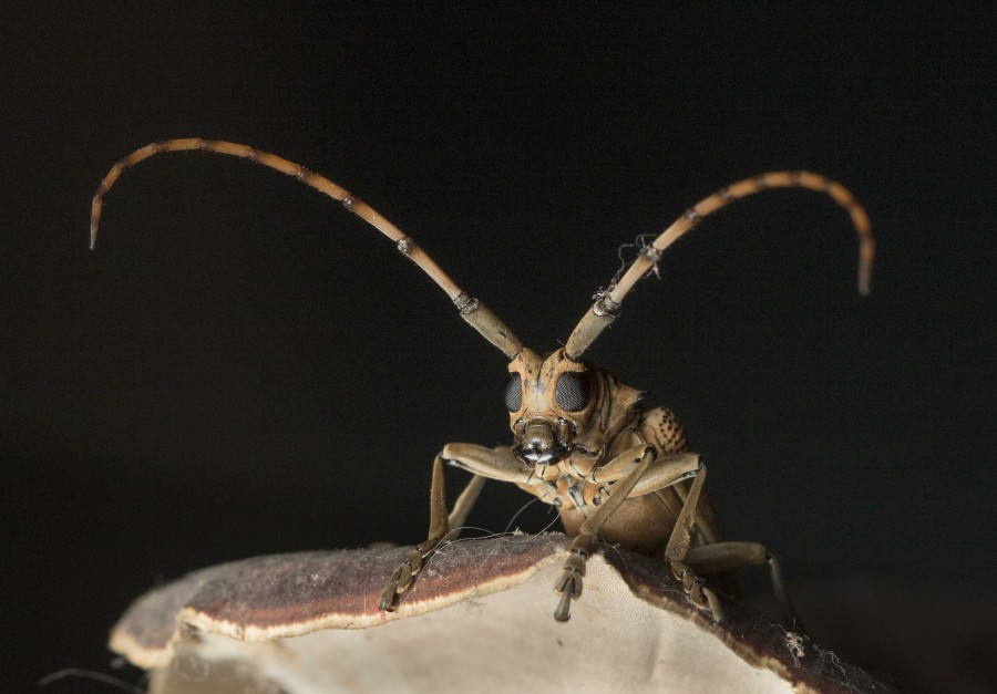 Longhorn beetle Rahul Alvares