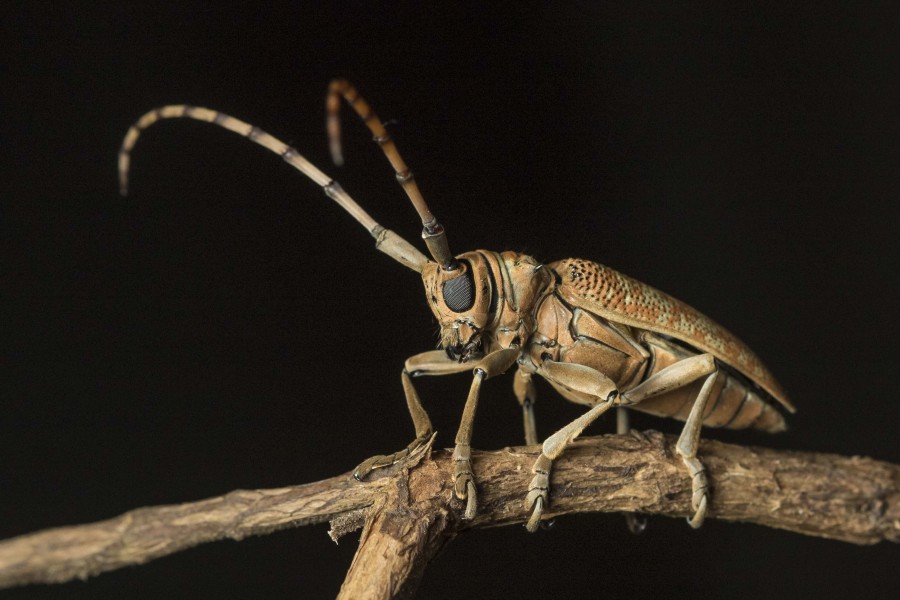 Longhorn beetle Rahul Alvares