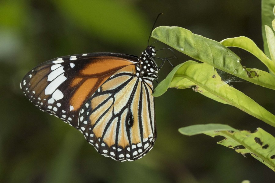 Striped tiger Rahul Alvares