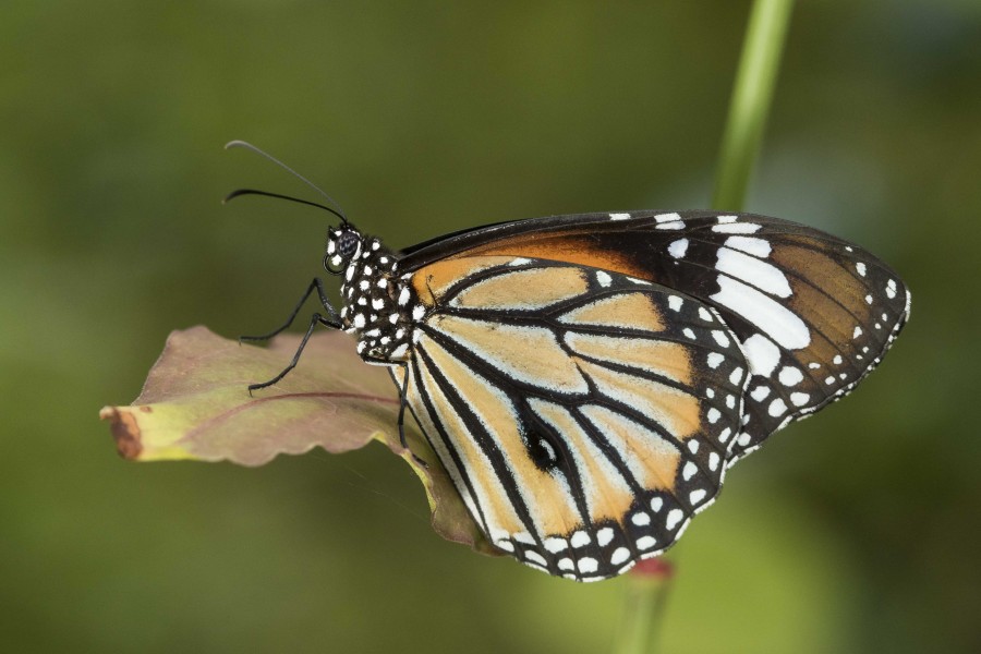 Striped tiger Rahul Alvares