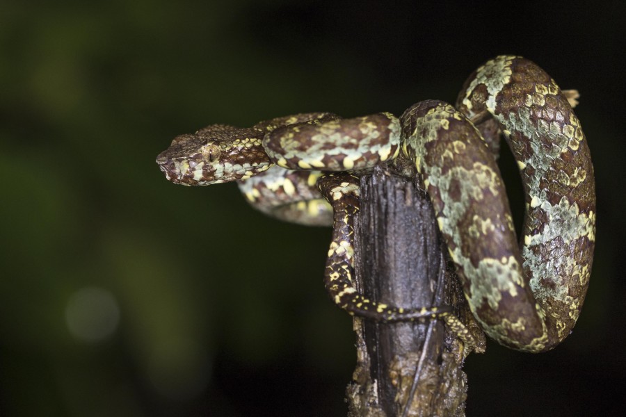 Malabar pitviper Rahul Alvares Goa