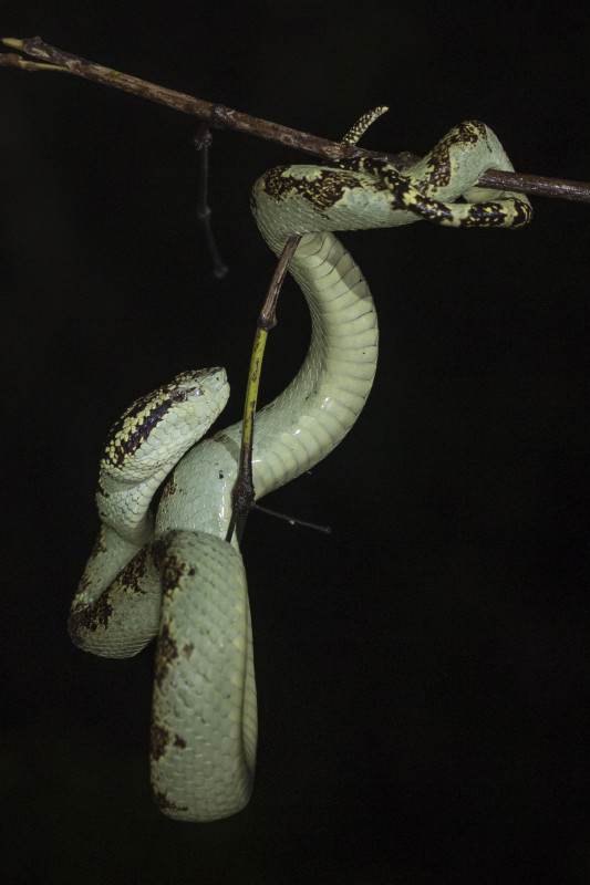 Malabar pitviper Rahul Alvares Goa